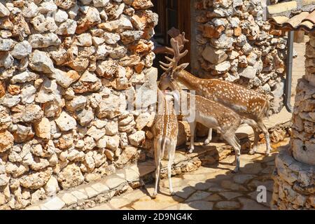 Les cerfs à pois prennent la nourriture debout à la fenêtre de la pièce. Nourrir les cerfs Banque D'Images