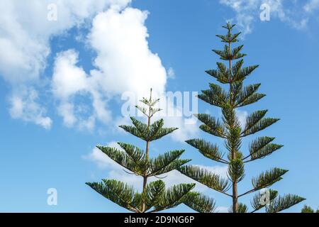 Araucaria pousse contre un ciel nuageux sur un Soleil clair jour Banque D'Images