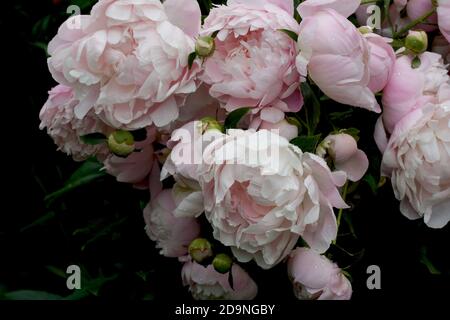 Pivoine rose double 'Mrs. Franklin D. Roosevelt gros plan. Gouttes de pluie sur les pétales. Banque D'Images