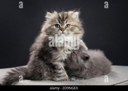 Deux chatons de ragamuffin moelleux en cuddling. Banque D'Images