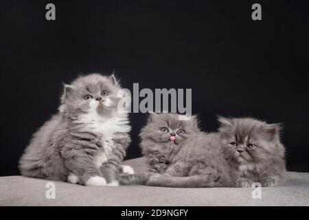 Trois adorables chatons de ragamuffin âgés de 5 semaines. Banque D'Images