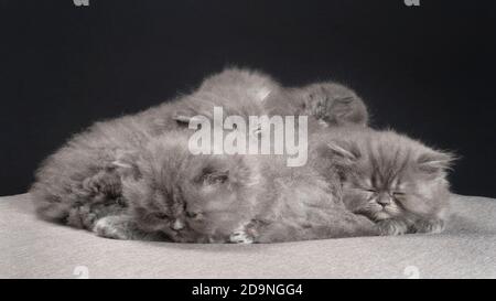 Photo de groupe de cinq chatons de ragamuffin dormant. Banque D'Images