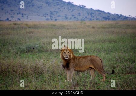 Lion dans le parc Serengeti en Tanzanie Banque D'Images