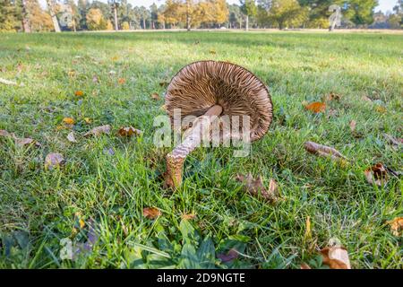 Le grand champignon parasol (Lepiota procera) s'est effondré sous son propre poids, en posant sur l'herbe. Surrey, sud-est de l'Angleterre, fin de l'automne / début de l'hiver Banque D'Images
