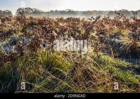 Vue sur la campagne et les paysages dans un matin froid à Richmond Park, Richmond, Londres, sud-est de l'Angleterre de la fin de l'automne au début de l'hiver Banque D'Images