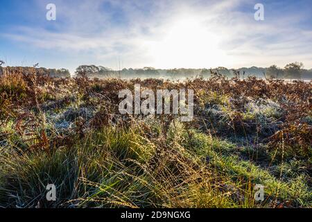 Vue sur la campagne et les paysages dans un matin froid à Richmond Park, Richmond, Londres, sud-est de l'Angleterre de la fin de l'automne au début de l'hiver Banque D'Images