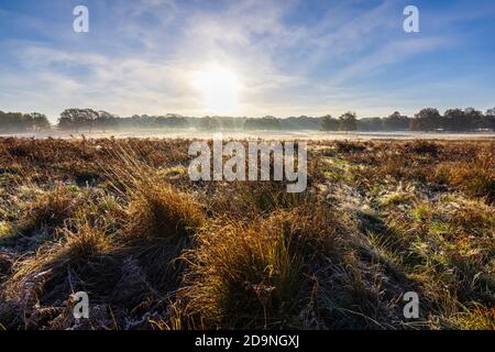 Vue sur la campagne et les paysages dans un matin froid à Richmond Park, Richmond, Londres, sud-est de l'Angleterre de la fin de l'automne au début de l'hiver Banque D'Images