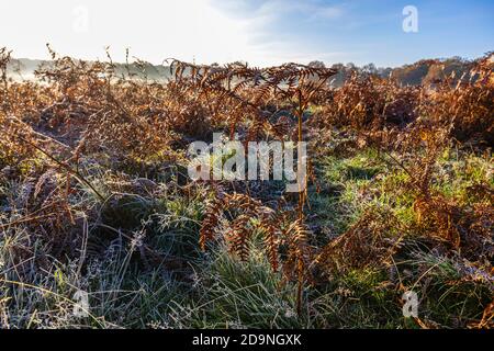 Vue sur la campagne et les paysages dans un matin froid à Richmond Park, Richmond, Londres, sud-est de l'Angleterre de la fin de l'automne au début de l'hiver Banque D'Images