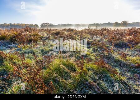 Vue sur la campagne et les paysages dans un matin froid à Richmond Park, Richmond, Londres, sud-est de l'Angleterre de la fin de l'automne au début de l'hiver Banque D'Images