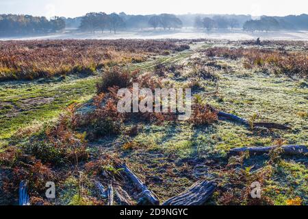 Vue sur la campagne et les paysages dans un matin froid à Richmond Park, Richmond, Londres, sud-est de l'Angleterre de la fin de l'automne au début de l'hiver Banque D'Images