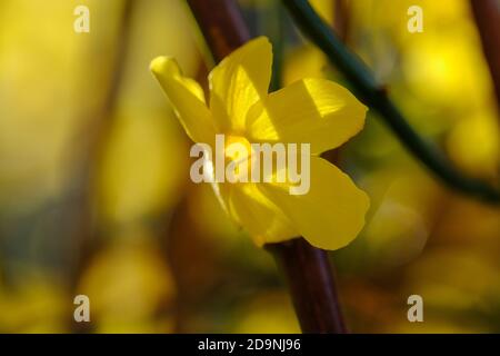 Fleur de jasmin d'hiver (Jasminum nudiflorum), plante de jardin, Allemagne Banque D'Images