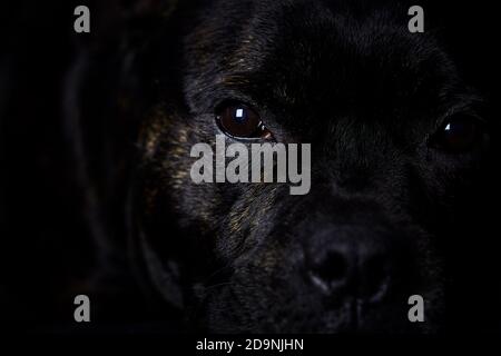 Staffordshire Bull Terrier sur fond noir. Gros plan. Banque D'Images