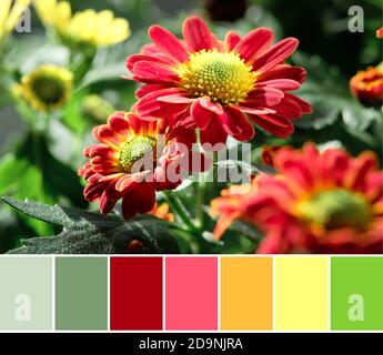 Palette de couleurs assorties de gros plan de fleurs de chrysantemum rouge foncé avec milieu jaune. Banque D'Images