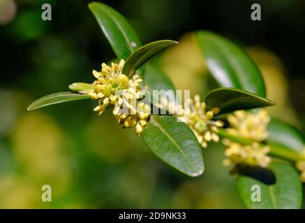 Fleurs et feuilles de buis (Buxus sempervirens), haute-Bavière, Bavière, Allemagne Banque D'Images