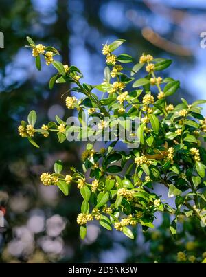 Branches avec fleurs et feuilles de buis (Buxus sempervirens), haute-Bavière, Bavière, Allemagne Banque D'Images