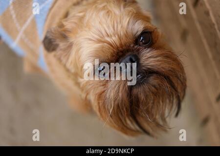 Adorable chien Griffon de Bruxelles dans un parc Banque D'Images