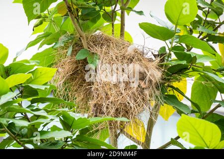 Nid d'oiseau de l'herbe sur l'arbre dans la nature sur fond de withe. Banque D'Images