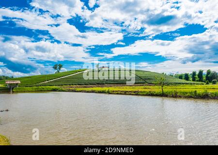 Choui Fong Tea Plantation sur une colline qui est célèbre à Chiang Rai et est une destination touristique populaire en Thaïlande. Banque D'Images