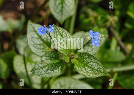 Enots caucasiens (Brunnera macrophylla), fleurs, plante de jardin, Bavière, Allemagne Banque D'Images