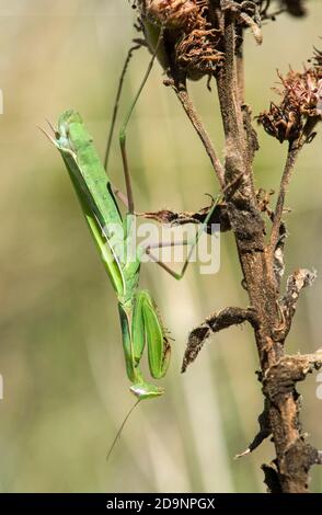 Mantis de prière européenne (Mantis religiosa), mâle de couleur verte de base, famille des mantis (Mantidae), Valais, Suisse Banque D'Images
