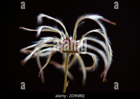 Clematis, clematis, graines Banque D'Images