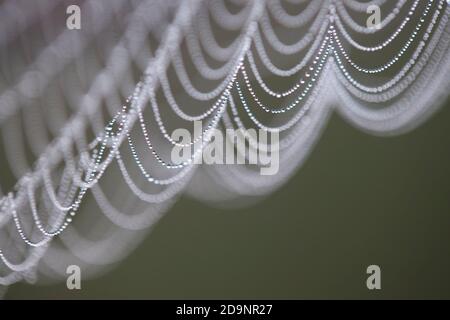 Toile d'araignée, rosée du matin, détail Banque D'Images