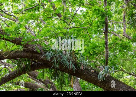 Fougères antler, (Platycerium bifurcatum), sur un kapok, jardin avec palmiers et plantes exotiques, distillerie de rhum le Saint Aubin, fondée en 1819, Saint Aubin, Maurice, Afrique, Océan Indien Banque D'Images