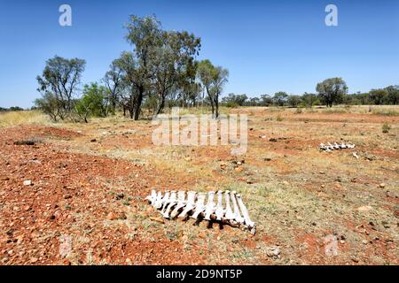 Restes de bovins qui ont péri dans l'Outback australien, près de Birdsville, Queensland, Queensland, Australie Banque D'Images