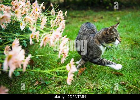 Maison chat jouant dans la cour parmi les fleurs après un pluie Banque D'Images