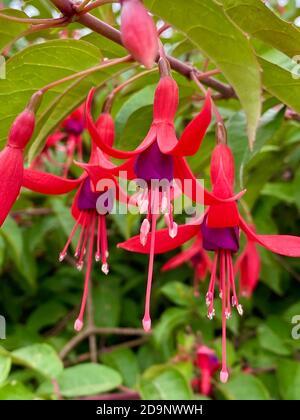 De belles fleurs de fuchsia sur la côte au Portugal Banque D'Images