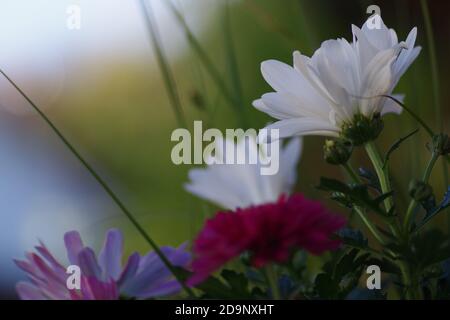 Un cliché sélectif de fleurs de camomille blanche dans le champ Banque D'Images