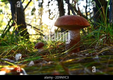 Les champignons de la forêt, concept de famille, père et fils, poussent dans l'herbe, avec des rayons de soleil vif. Banque D'Images