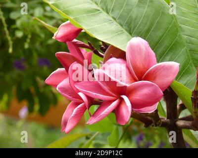 Gros plan sur les taches roses de Plumeria qui poussent le jardin Banque D'Images