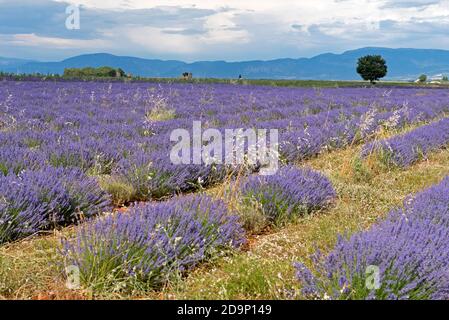 France, Alpes de haute Provence, plateau de Valensole, maisons anciennes en pierre dans les champs de lavande et les montagnes Banque D'Images