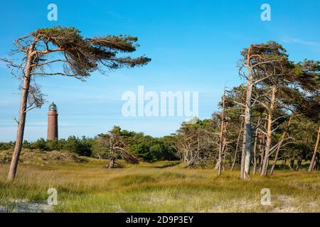 Allemagne, Mecklenburg-Ouest Pomerania, Fischland / Darß. Forêt primitive de Darßer sur le stand de la mer Baltique près de Prerow, phare de Darßer Ort. Banque D'Images