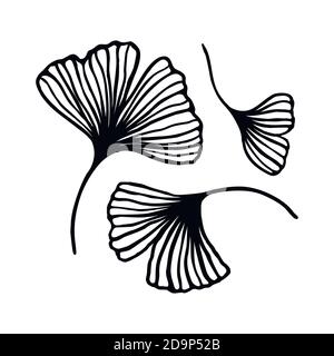 Ensemble de lignes de contour dessinées à la main par la feuille de Ginkgo biloba. L'art Vector Floral dans un style minimaliste tendance. Pour la conception de logos, invitations, affiches, poste Illustration de Vecteur