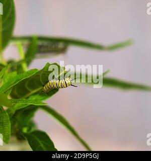 A favorisé la chenille de Monarch, Danaus plexippus, se nourrissant de l'herbe à lait marécageuse, asclepias, 'Cendrillon' à l'intérieur d'une cage de papillon. Kansas, États-Unis. Banque D'Images