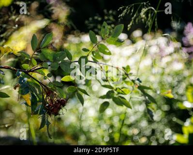 Hanches roses de Rosa glauca Banque D'Images