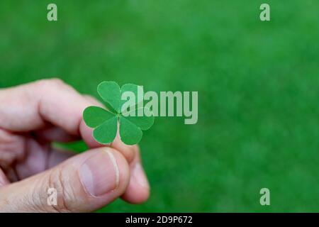 Gros plan vibrant Green Irish Shamrock laisse à la main sur flou Champ vert Banque D'Images