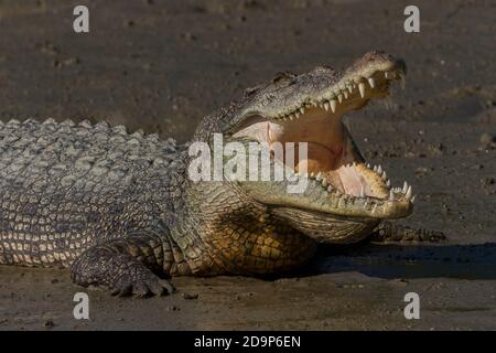 Gros plan de jeunes crocodiles de l'eau salée se baquant à la bouche ouverte sur le méplat du parc national de Sundarban, Bengale-Occidental, Inde Banque D'Images