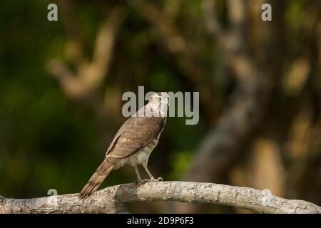 Shikra immature perchée sur une branche de mangrove ouverte sous le soleil d'hiver au parc national de Sundarban, Bengale-Occidental, Inde Banque D'Images