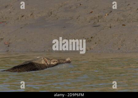 Sanglier mâle adulte nageant à travers un canal dans le parc national de Sundarban, Bengale-Occidental, Inde Banque D'Images