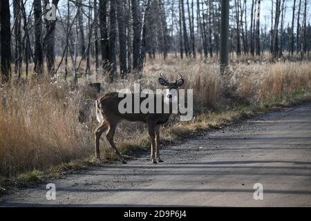 Cerf mangeant une carotte près de Mission Marsh, Thunder Bay, Ontario, Canada, Amérique du Nord. Banque D'Images