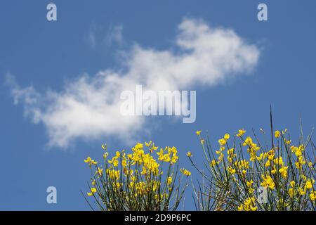 le balai jaune fleurit sur le fond bleu du ciel Banque D'Images
