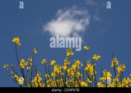 le balai jaune fleurit sur le fond bleu du ciel Banque D'Images
