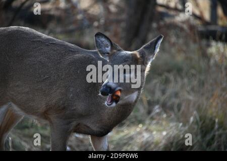 Deer près de Mission Marsh, Thunder Bay, Ontario, Canada, Amérique du Nord. Banque D'Images