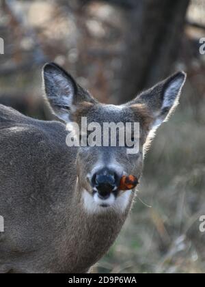 Cerf mangeant une carotte près de Mission Marsh, Thunder Bay, Ontario, Canada, Amérique du Nord. Banque D'Images