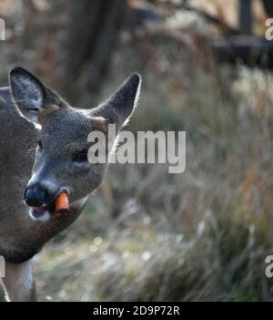 Portrait d'un cerf mangeant une carotte près de Mission Marsh, Thunder Bay, Ontario, Canada, Amérique du Nord. Banque D'Images