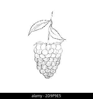 Icône BlackBerry Raspberries Flat sur fond blanc Illustration de Vecteur