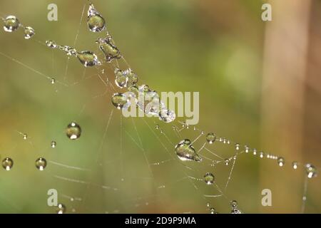 gouttelettes d'eau sur la toile en macro Banque D'Images